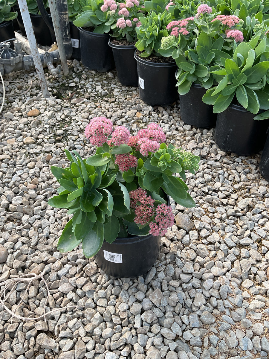 Sedum 'Autumn Autumn Joy'