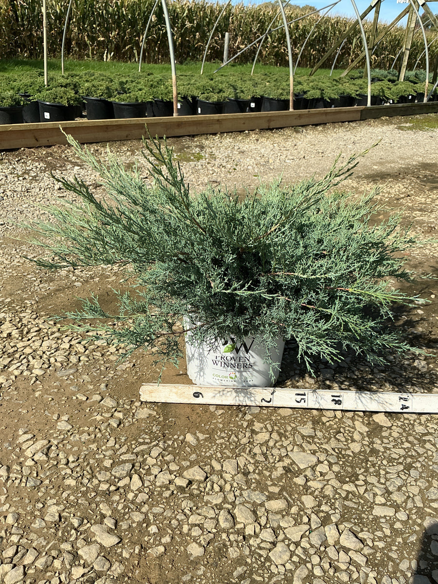 Juniper chinensis Montana Moss