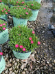 Delosperma delosperma 'Jewel of Desert Garnet'