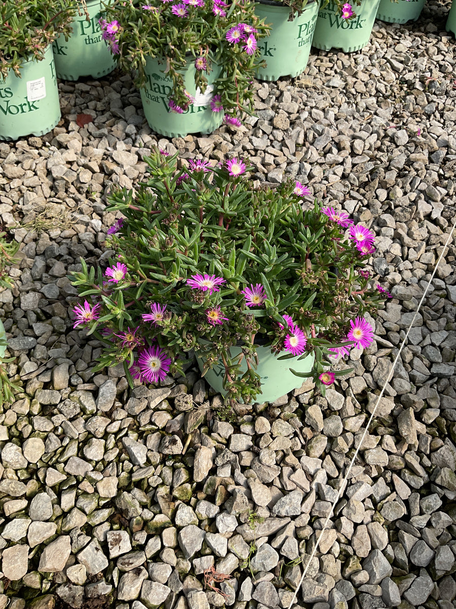 Delosperma hybrida Ocean Sunset™ Violet Flare
