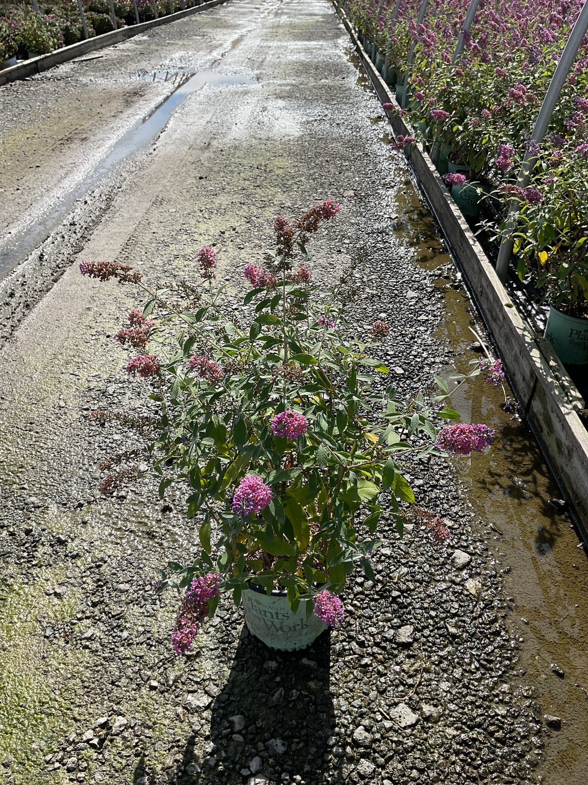 Buddleia x weyeriana 'Bicolor'