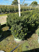 Buxus x 'Cranberry Creek'