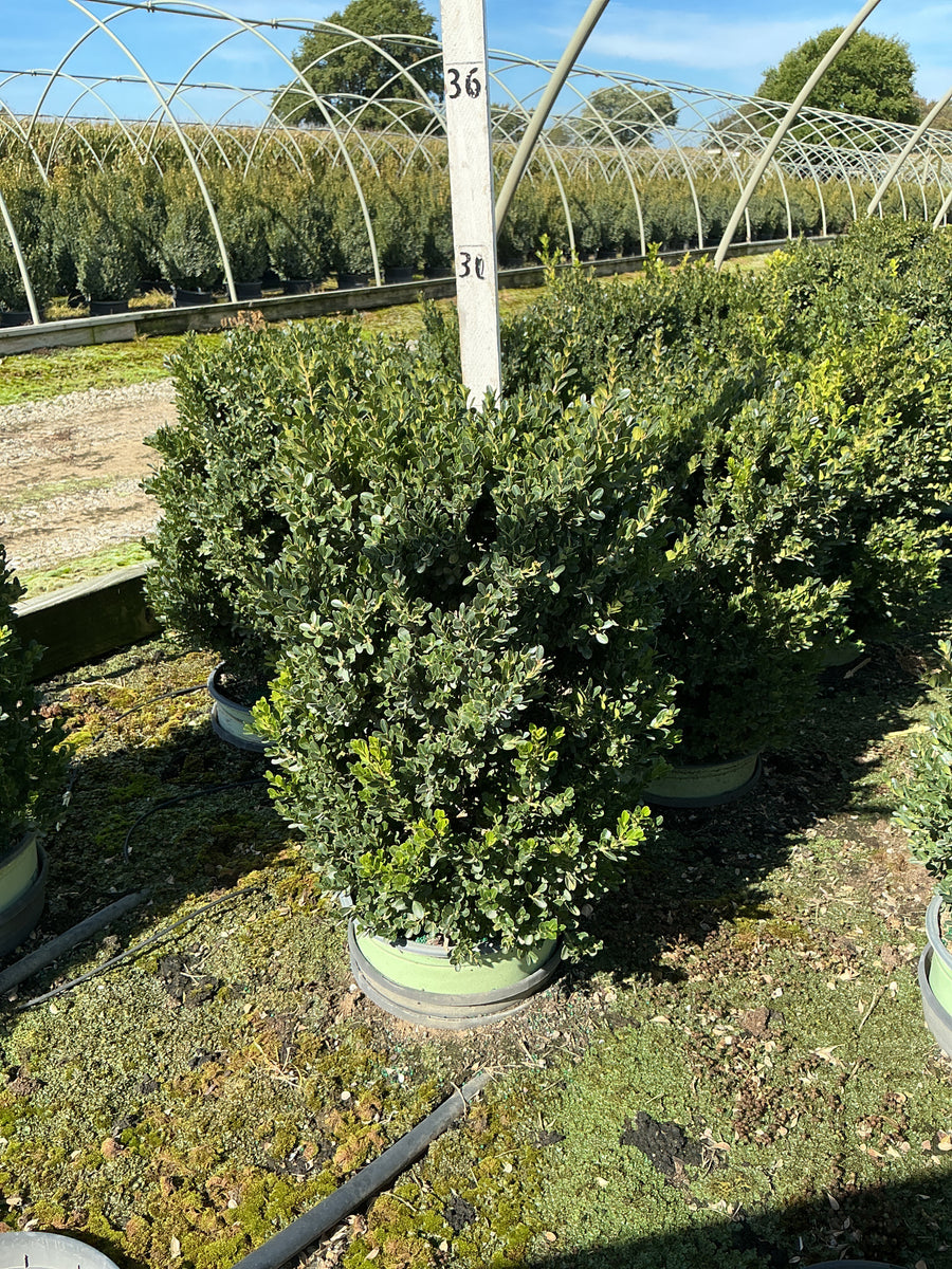Buxus x 'Cranberry Creek'