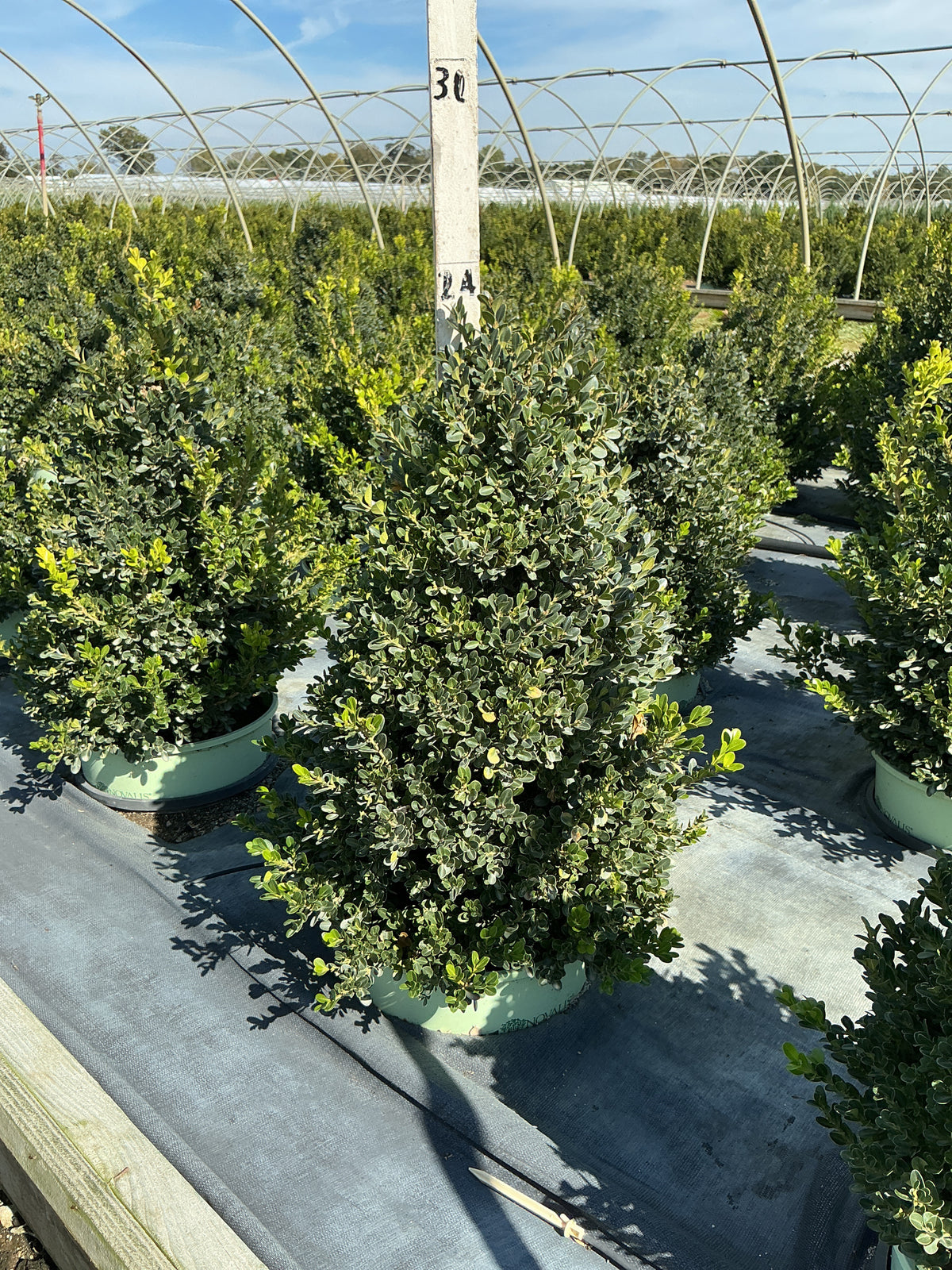 Buxus x 'Cranberry Creek'