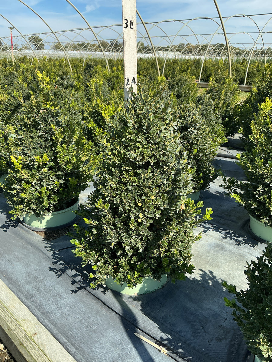 Buxus x 'Cranberry Creek'