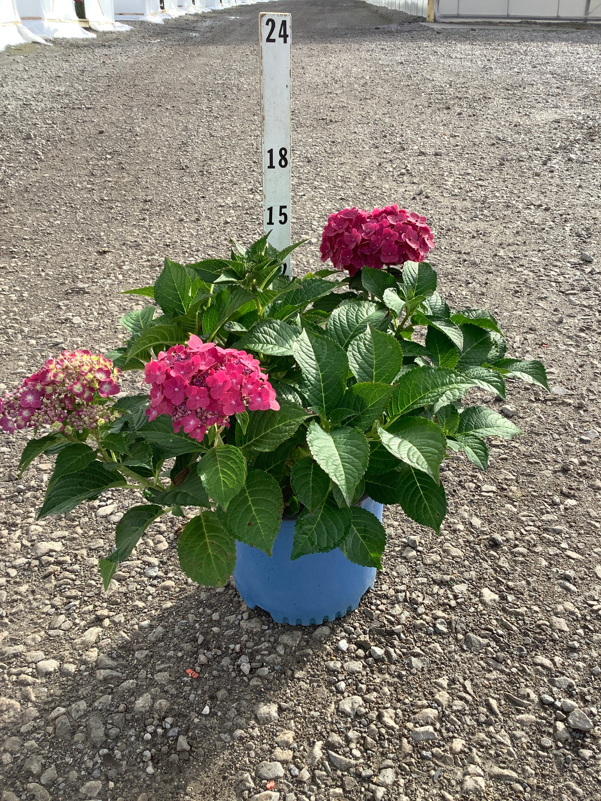 Hydrangea macrophylla 'Summer Crush'