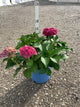 Hydrangea macrophylla 'Summer Crush'