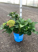 Hydrangea macrophylla 'Summer Crush'