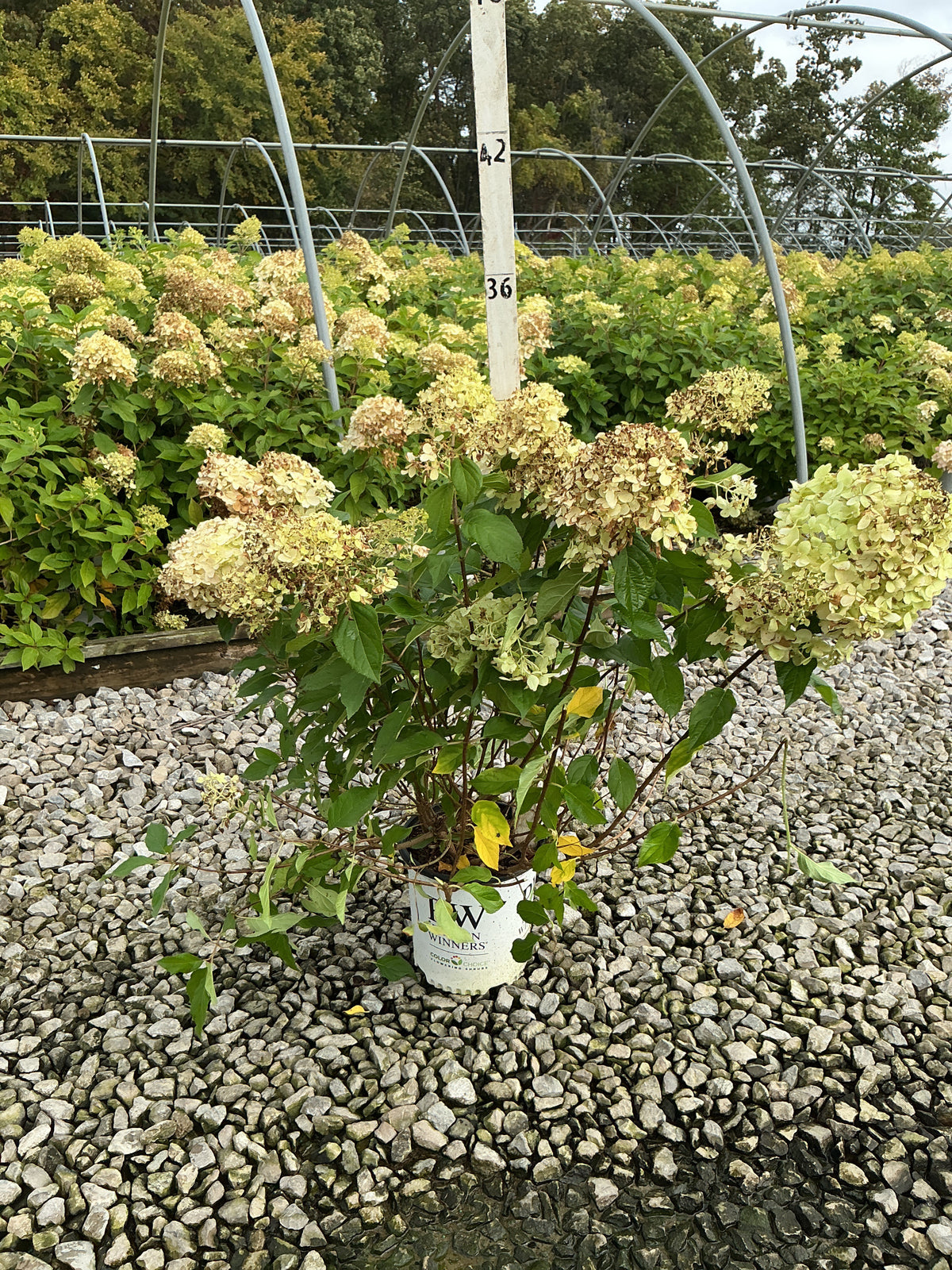 Hydrangea paniculata 'Jane'