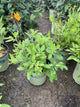 Coreopsis sunshine 'Superman'