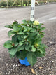 Hydrangea macrophylla Endless Summer Dreamcloud ('Bailmaceight')