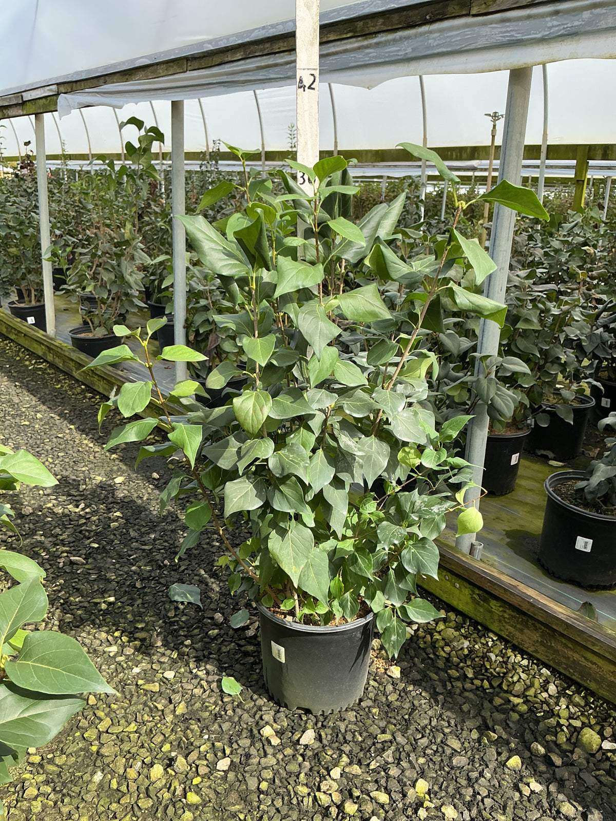 Syringa vulgaris 'New Age Lavender' (G13099)