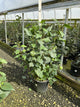 Syringa vulgaris 'New Age Lavender' (G13099)