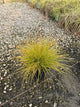 Carex 'Carex Prairie Fire'