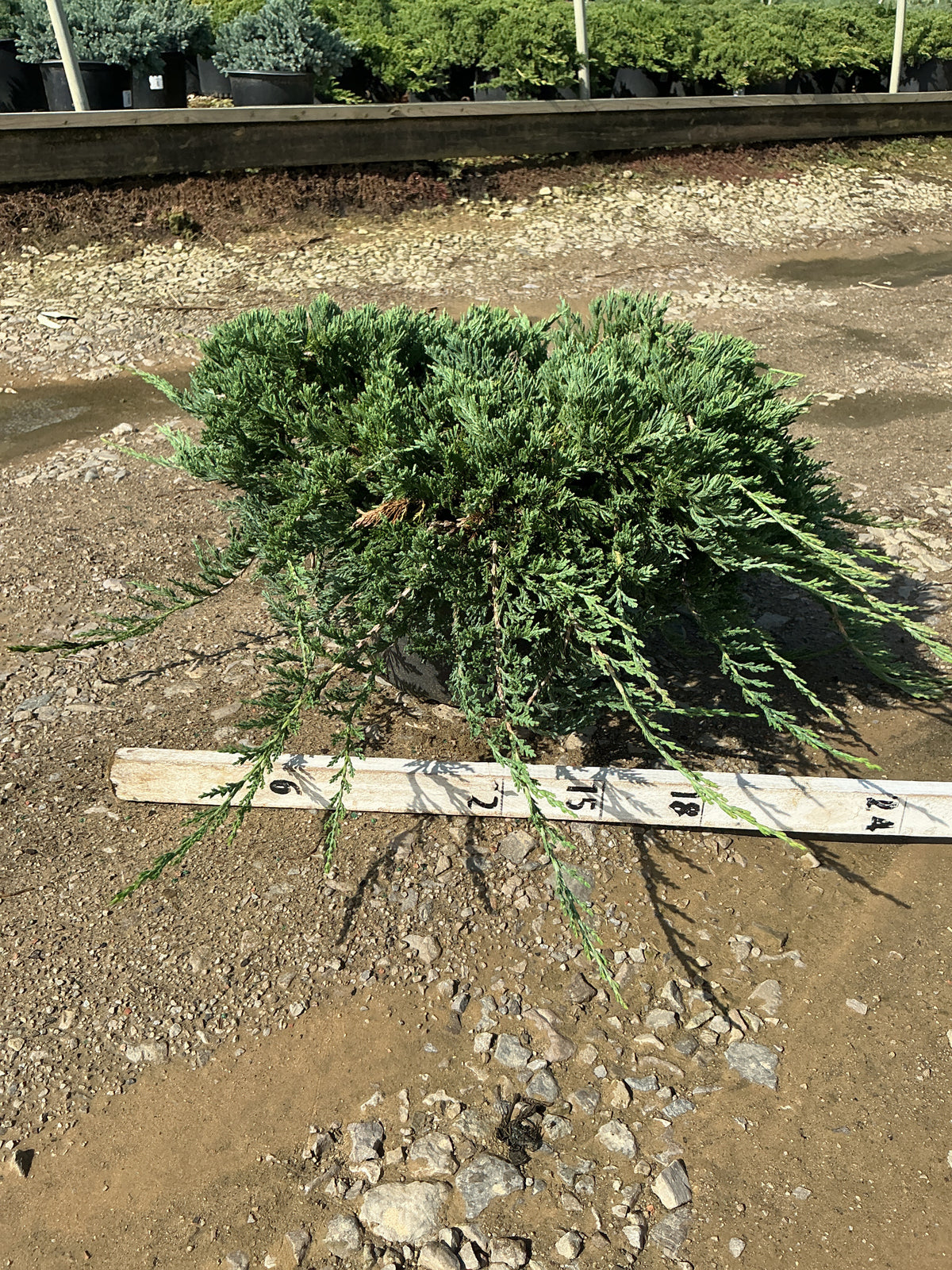 Juniperus horizontalis 'Wiltoni'