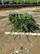 Juniperus horizontalis 'Wiltoni'