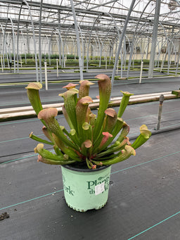 Sarracenia 'Bug Bat'