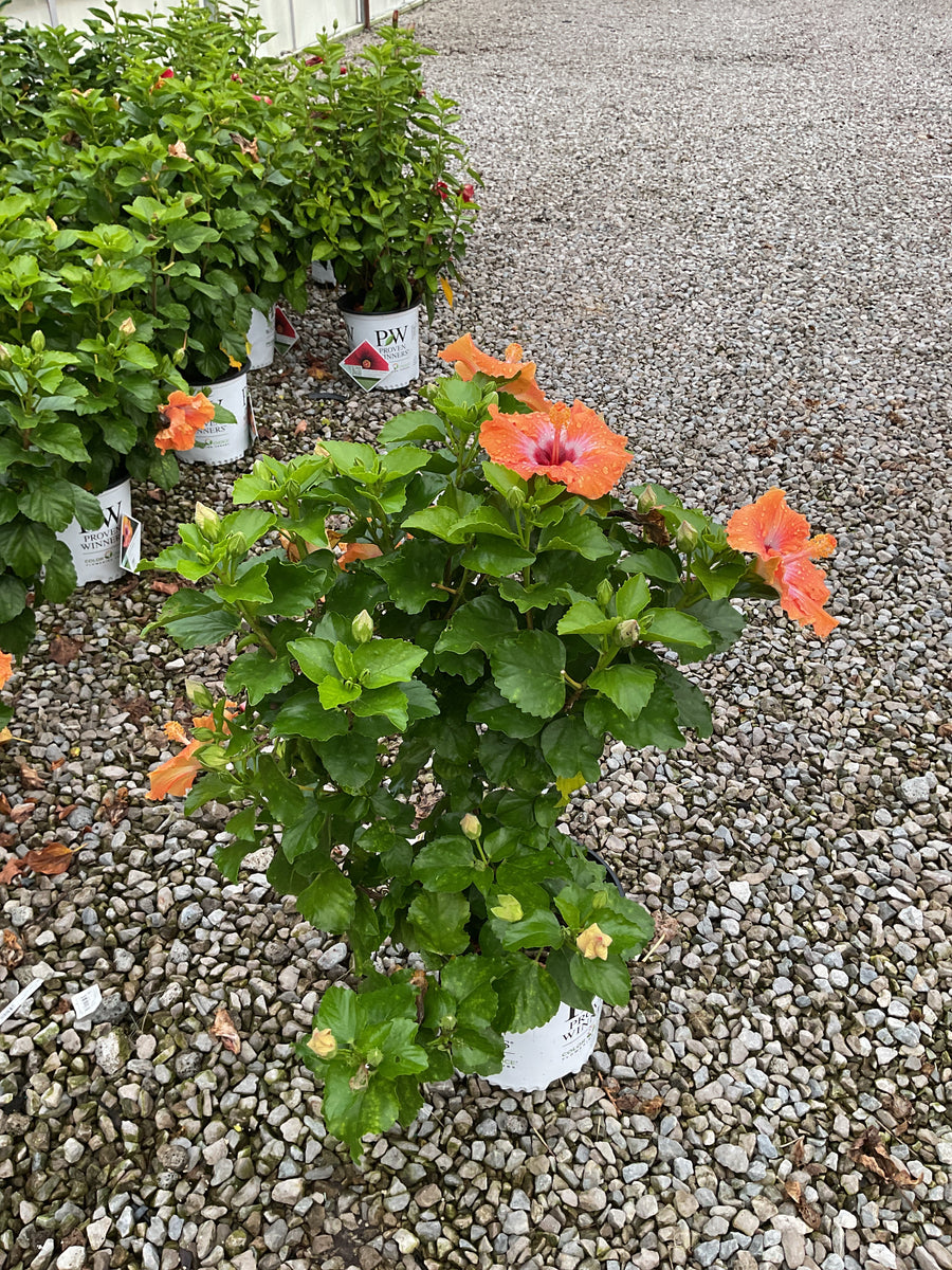 Hibiscus rosa-sinensis Heartthrob™
