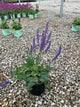 Salvia nemorosa 'May Night'