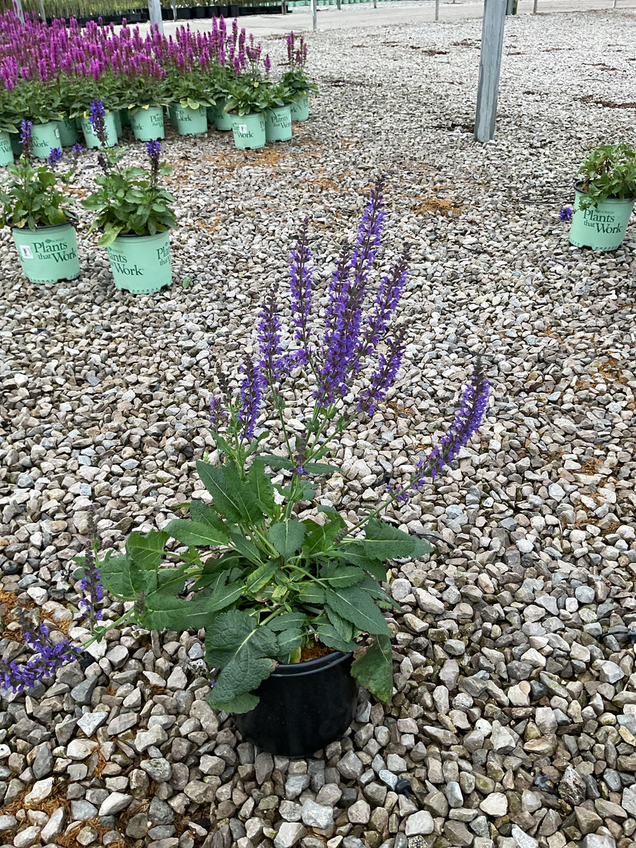Salvia nemorosa 'May Night'