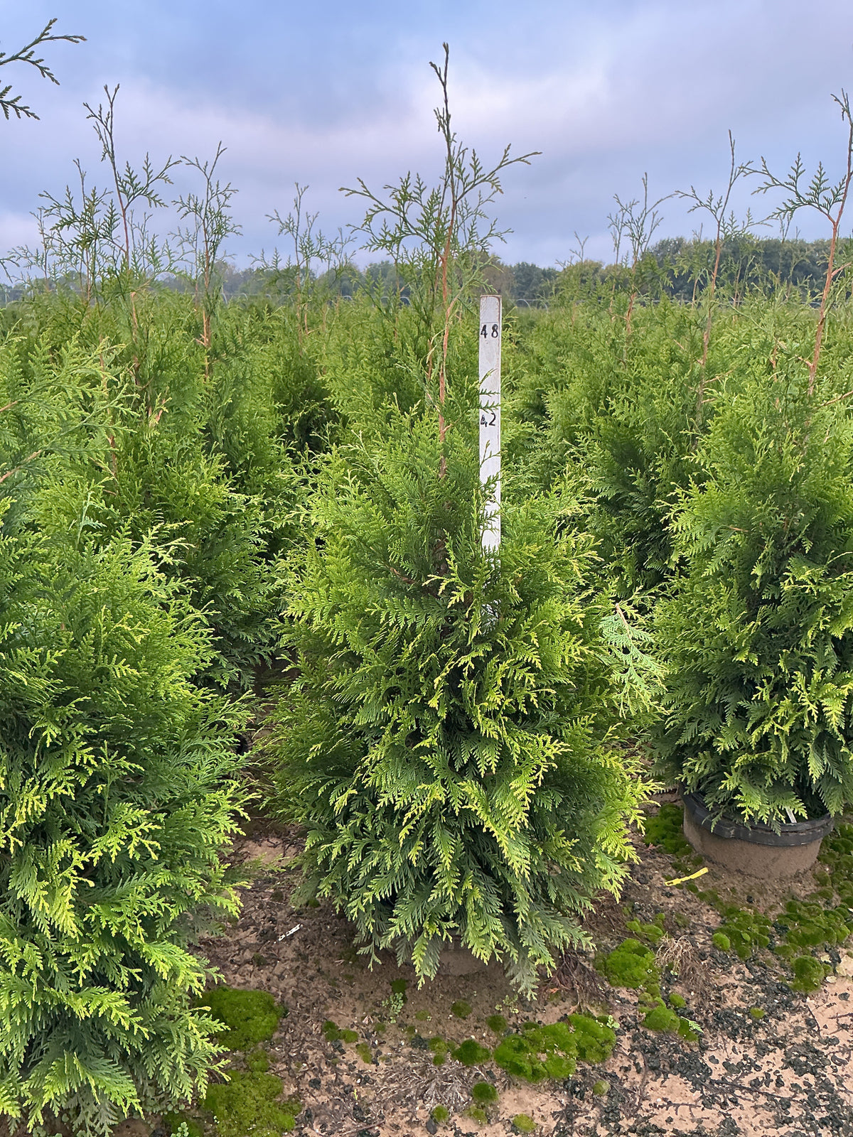 Thuja plicata 'Green Giant'