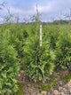 Thuja plicata 'Green Giant'