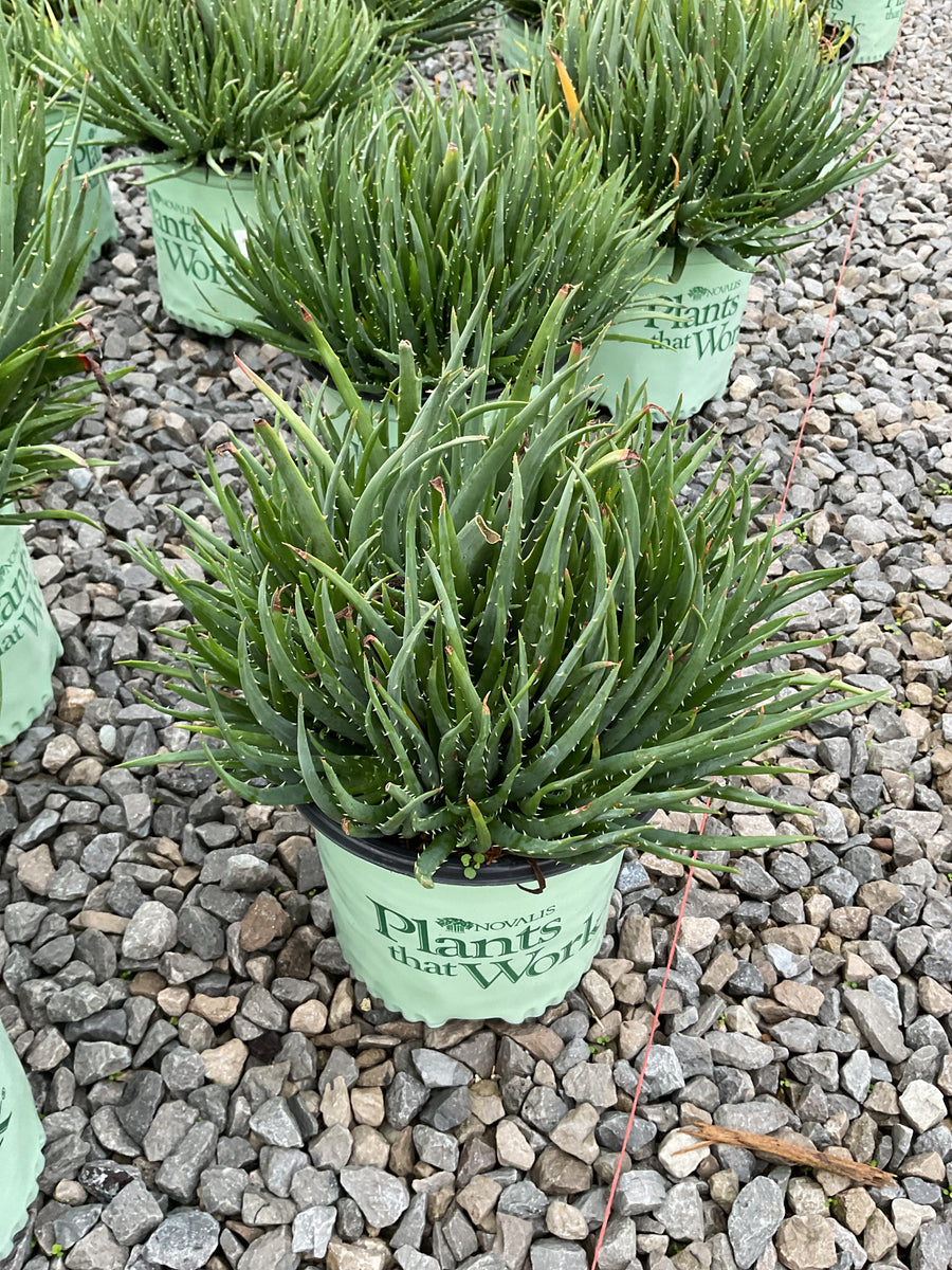 Aloe humilis 'Hedgehog'