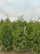 Thuja plicata 'Green Giant'