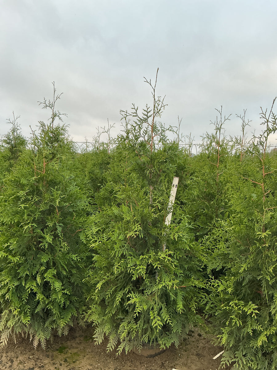 Thuja plicata 'Green Giant'