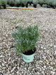 Lavandula x i. 'Sensational'