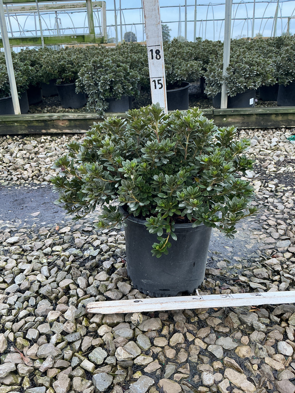 Azalea 'Bixby's Northern Red'