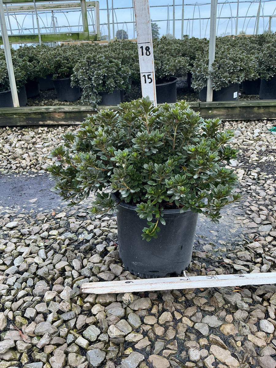 Azalea 'Bixby's Northern Red'