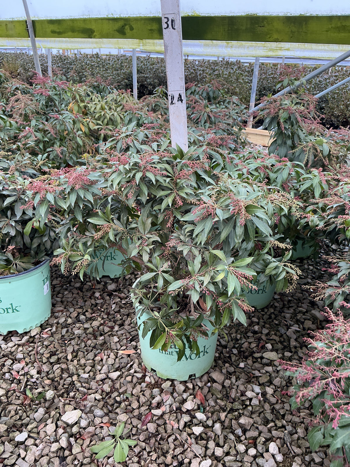 Pieris japonica 'Katsura'