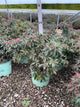 Pieris japonica 'Katsura'