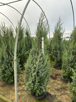 Juniperus x Star Power (‘J.N. Select Blue’)