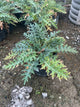 Acanthus spinosus