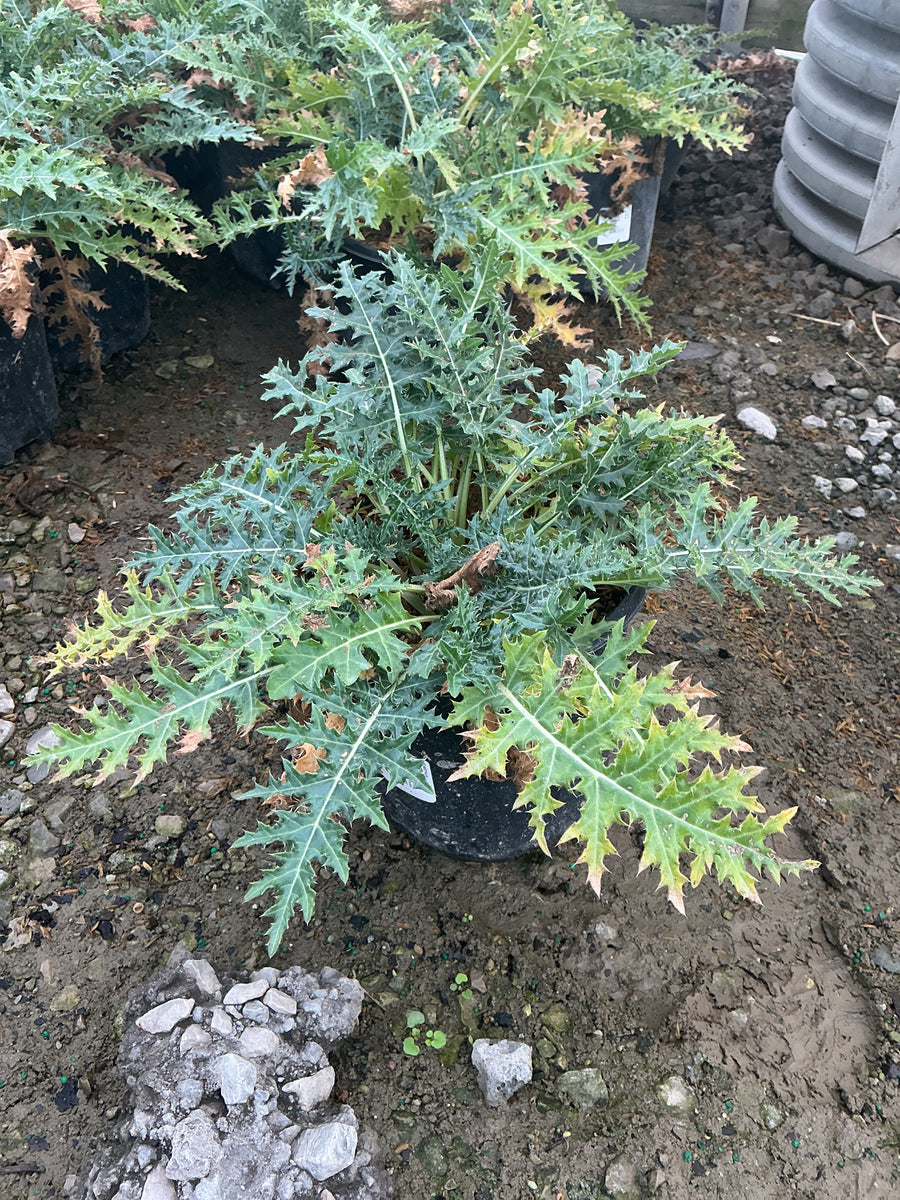 Acanthus spinosus â€” G1/19CM