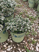 Aster ericoides 'Snow Flurry'