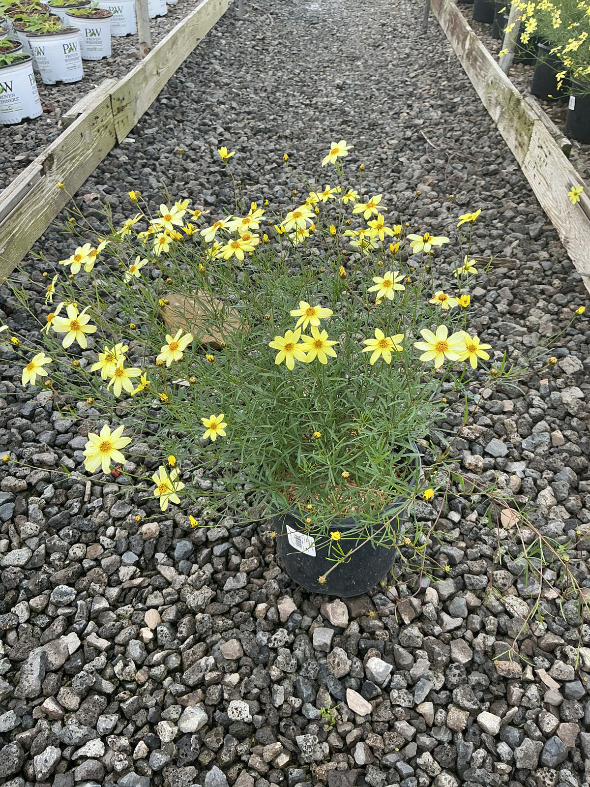 Coreopsis verticillata 'Moonbeam'