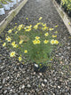 Coreopsis verticillata 'Moonbeam'