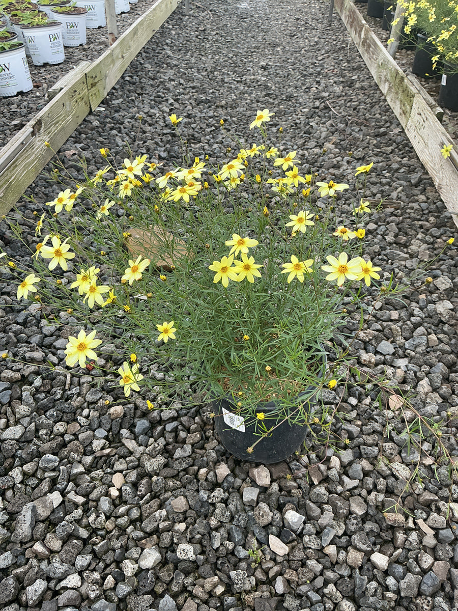 Coreopsis verticillata 'Moonbeam'