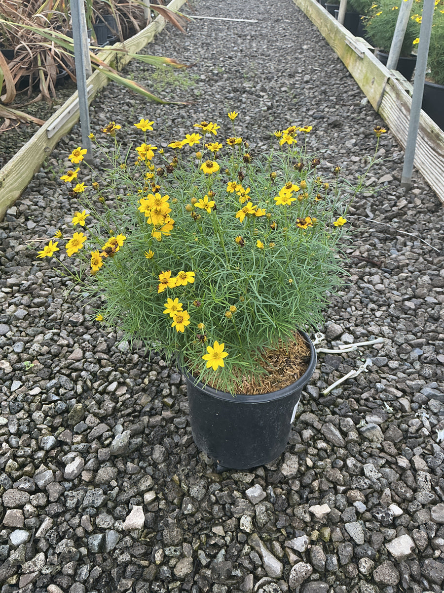Coreopsis verticillata 'Zagreb'