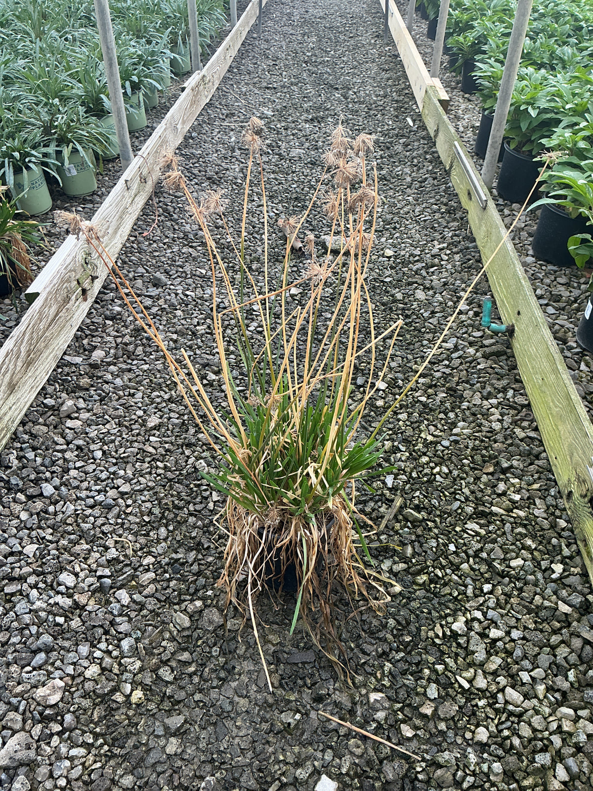 Allium lusitanicum 'Summer Beauty'