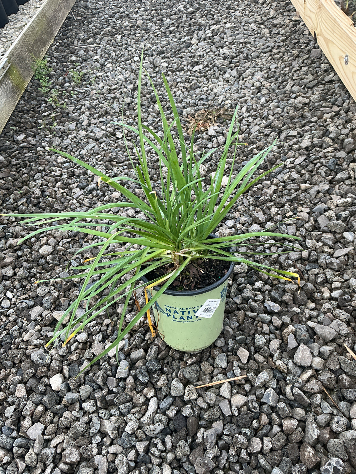 Allium cernuum