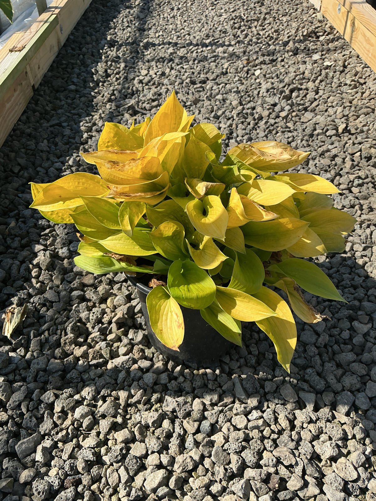 Hosta 'Maui Buttercups'