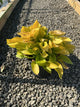 Hosta 'Maui Buttercups'