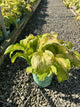 Hosta 'Old Glory'