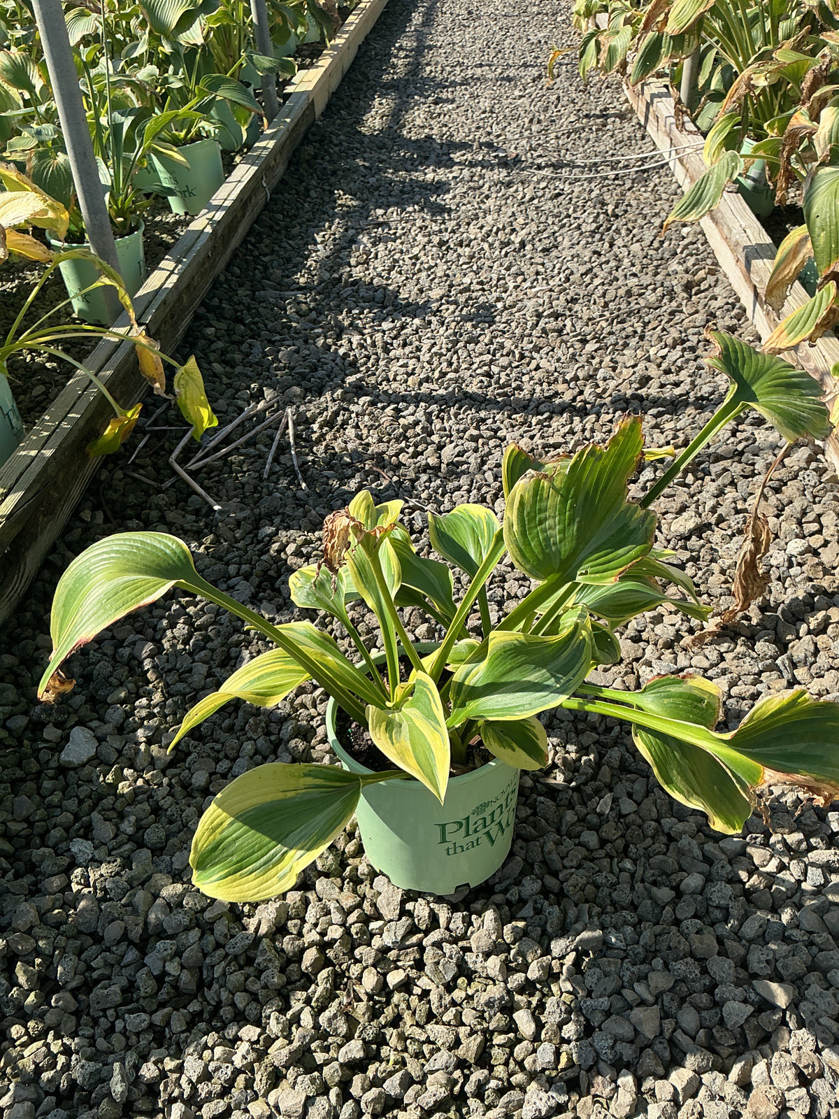 Hosta earth 'Earth Angel'