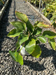 Hosta empress 'Empress Wu'