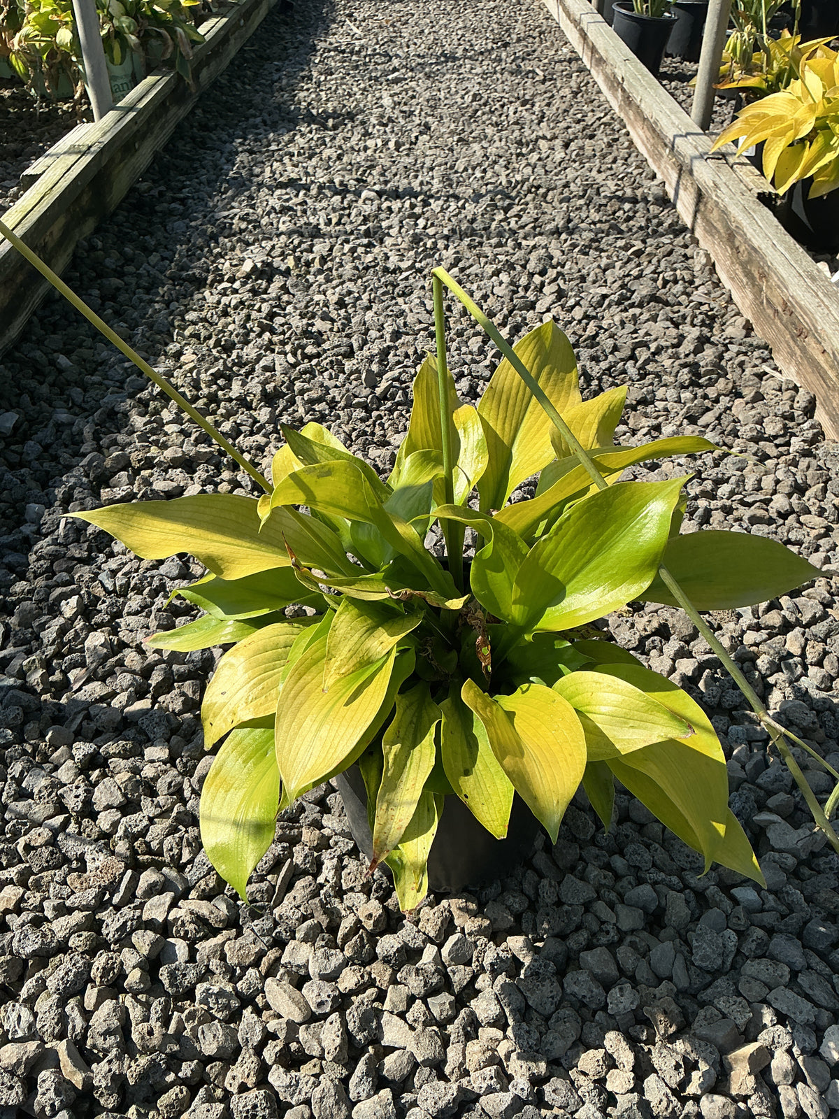 Hosta 'Sum and Substance'